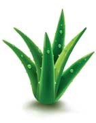 Aloe | Prodotti Aloe | Derivati Aloe | Integratori Aloe | Aloe vera
